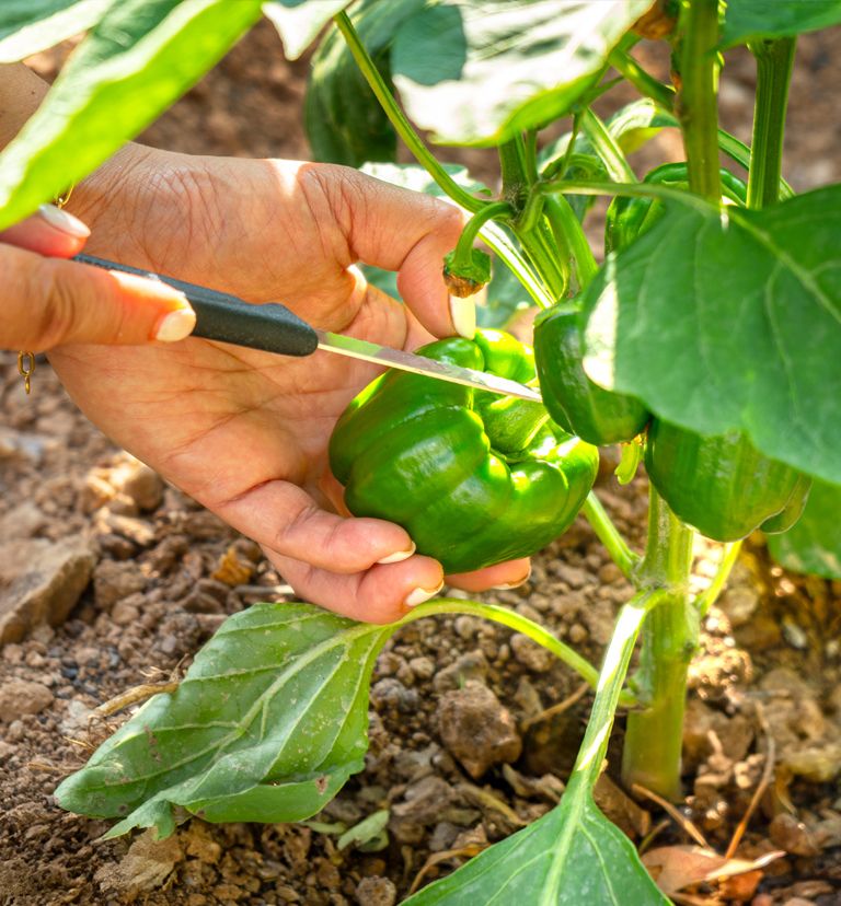 HONORING THE NATURE’S GIFTS